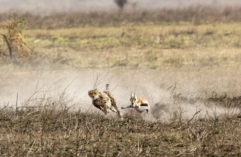 矫健猎豹狂追羚羊上演终极猎杀