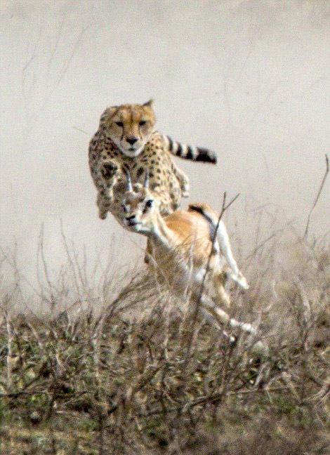 矫健猎豹狂追羚羊上演终极猎杀