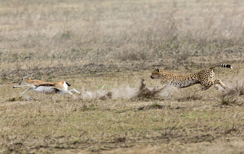 矫健猎豹狂追羚羊上演终极猎杀