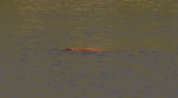 美国现罕见橙色短吻鳄 网友戏称“特朗普鳄”  