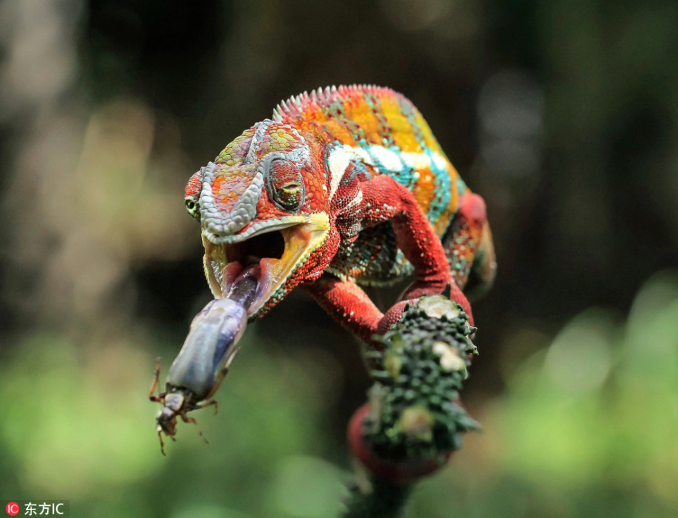 彩色变色龙捕食蟋蟀精彩一刻_高清图集_新浪网