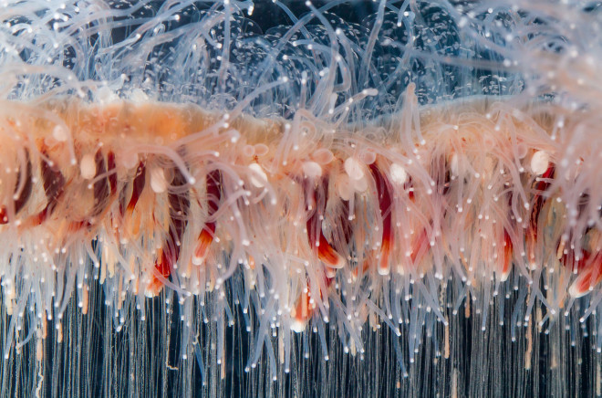 管水母:不同生物组合体