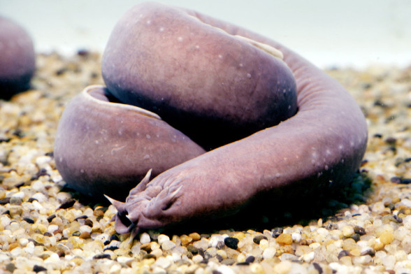 奇特盲鳗的10个有趣事实