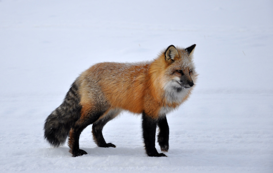 内蒙古野生狐狸造访景区