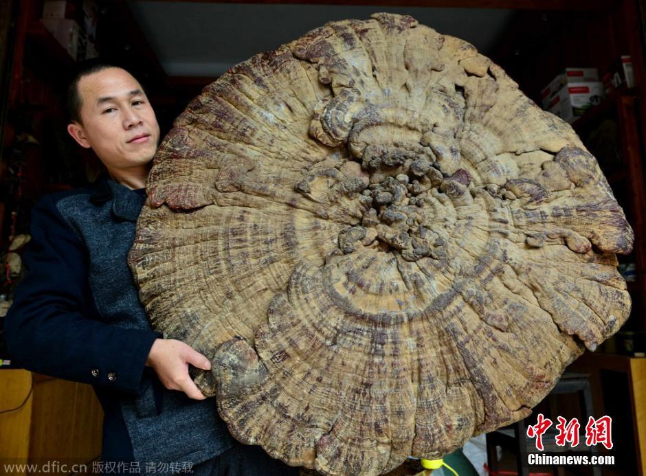 贺州现巨型野生灵芝 直径107厘米重达14斤_高清图集_新浪网