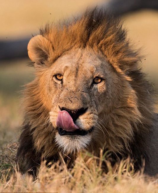 夫妇跟踪狮子3天3夜 拍到雄狮睡醒表情