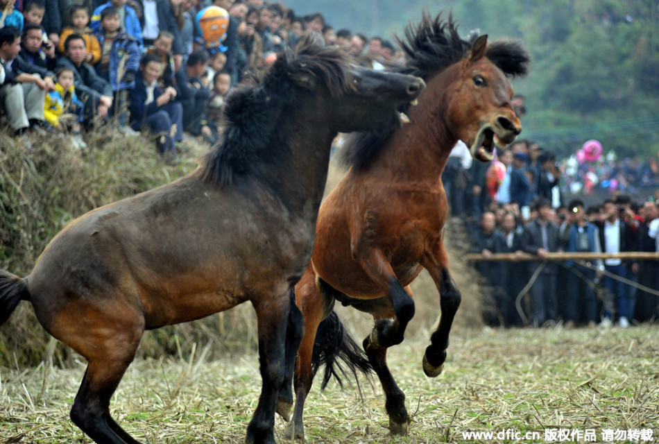 公马为爱决斗咆哮撕咬_高清图集_新浪网