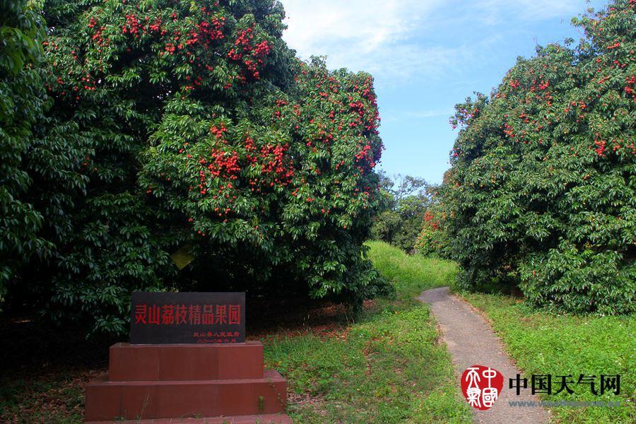 又到一年荔枝熟灵山荔枝香满城