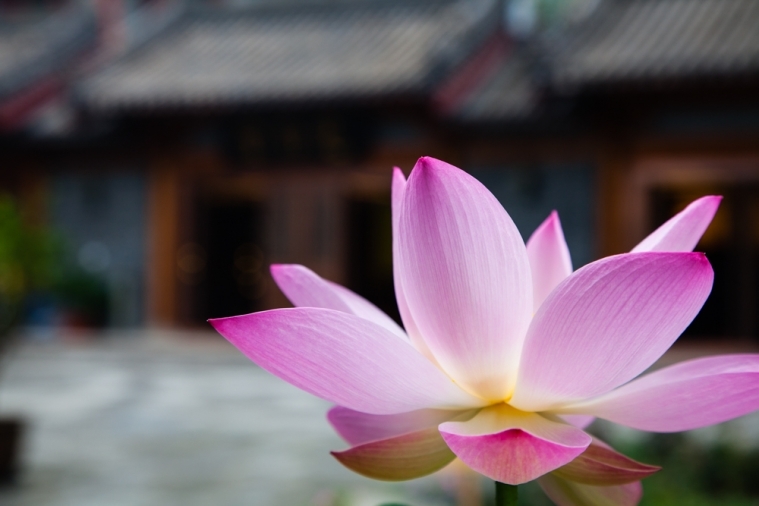 禅意摄影:观音成道日瑞相