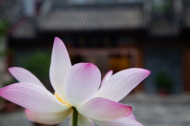 禅意摄影:观音成道日瑞相