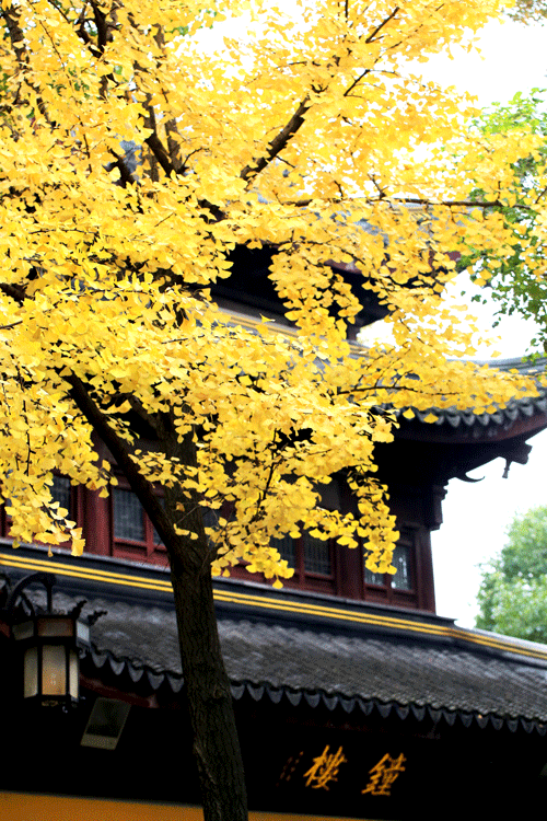 西园寺醉人秋色.(来源:菩提书院)