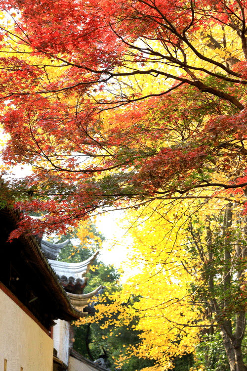 西园寺醉人秋色.(来源:菩提书院)