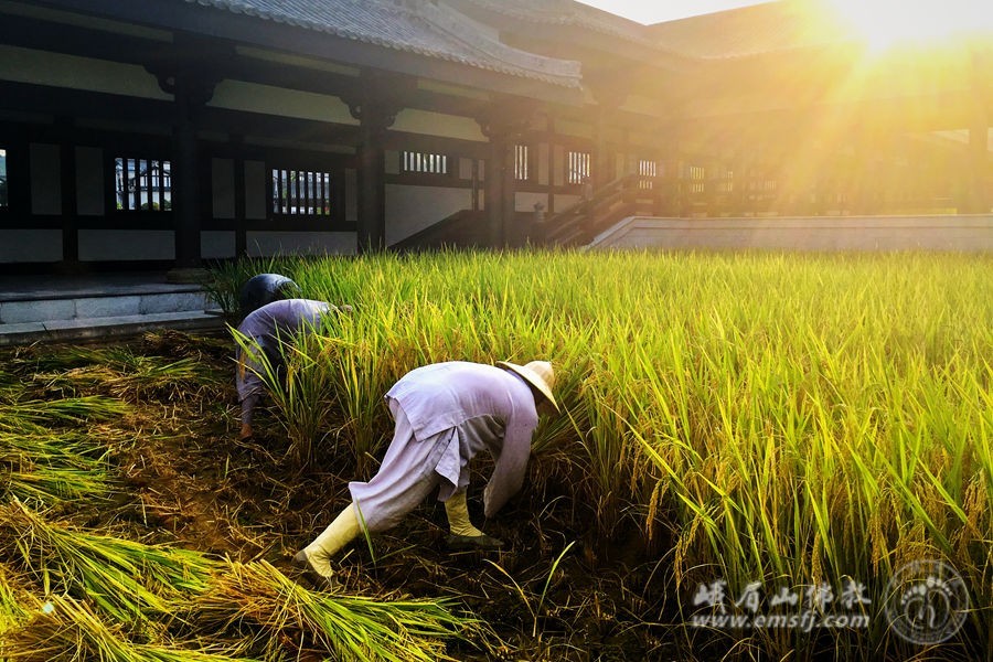 峨眉山僧众收割水稻再现农禅画面