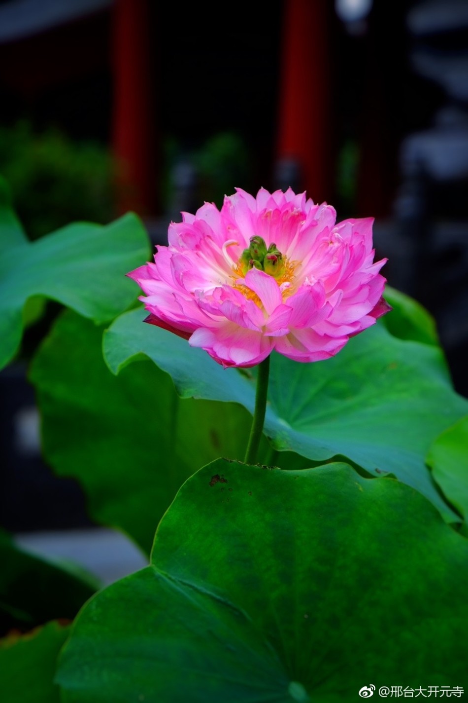 邢台大开元寺千叶宝莲盛放_高清图集_新浪网