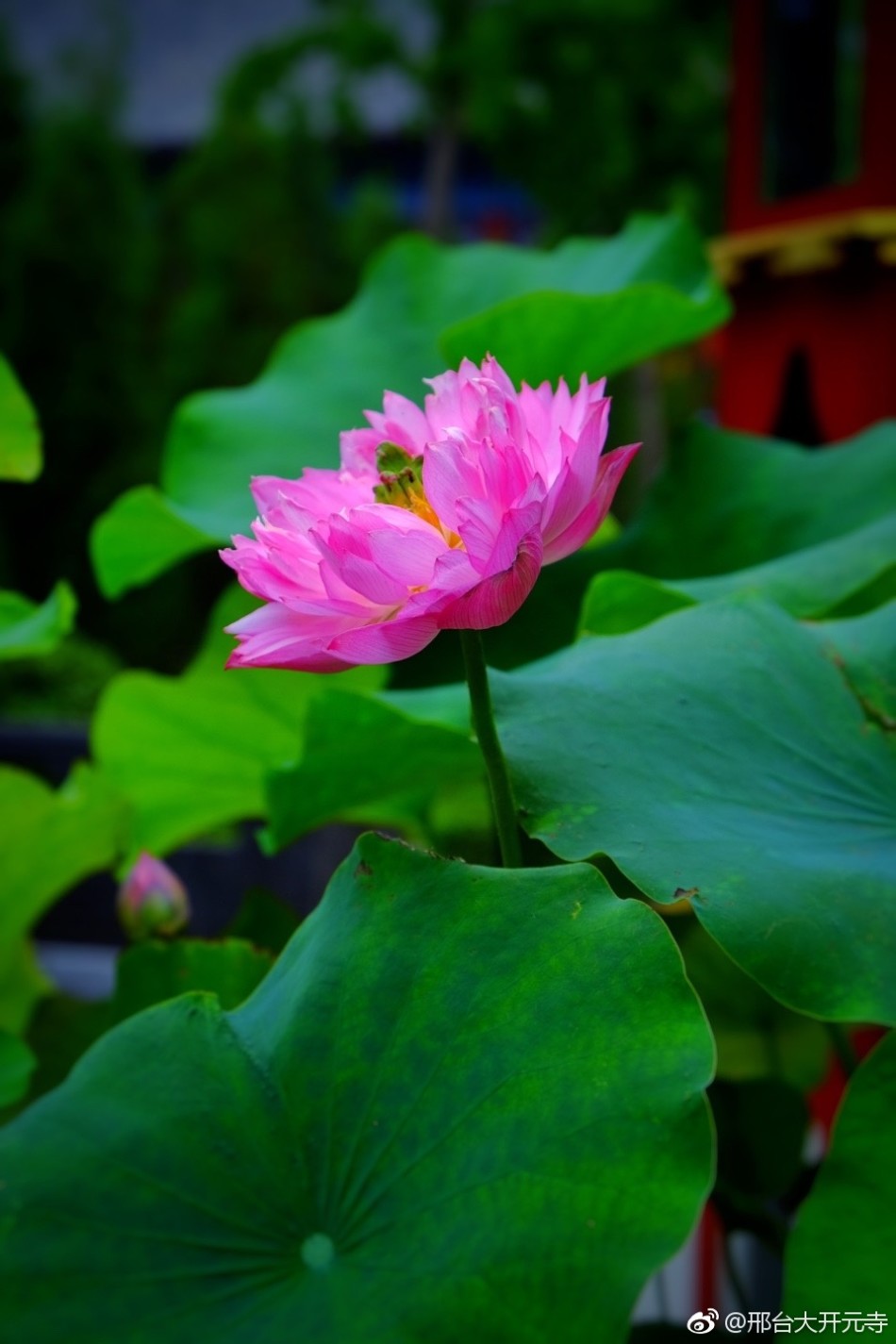 邢台大开元寺千叶宝莲盛放_高清图集_新浪网