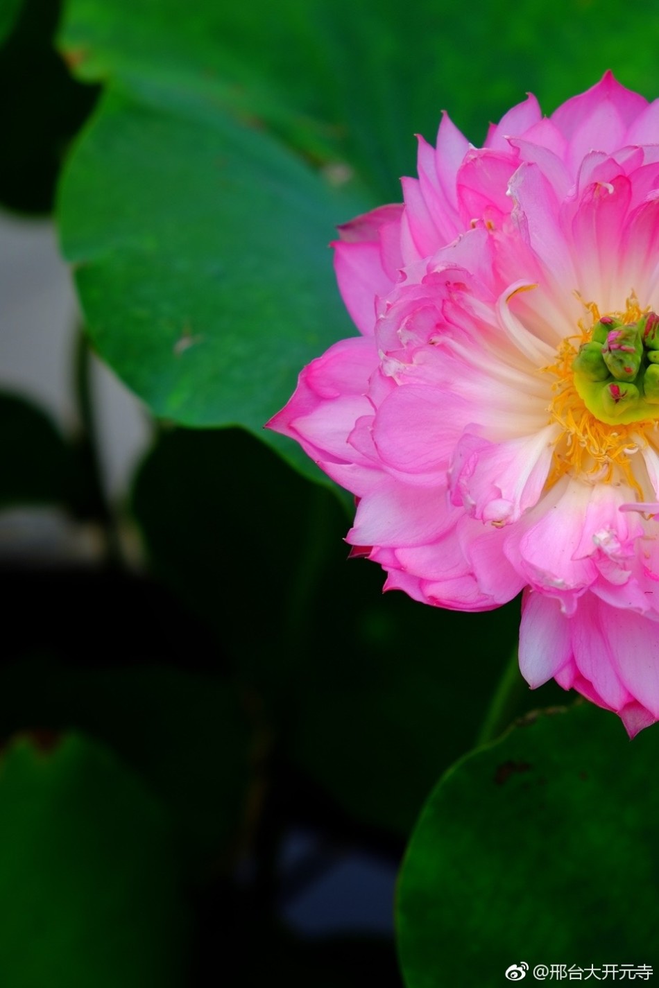 邢台开元寺千叶宝莲5