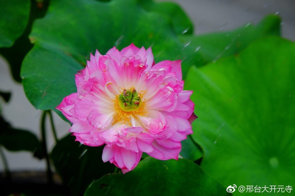 邢台开元寺千叶宝莲5