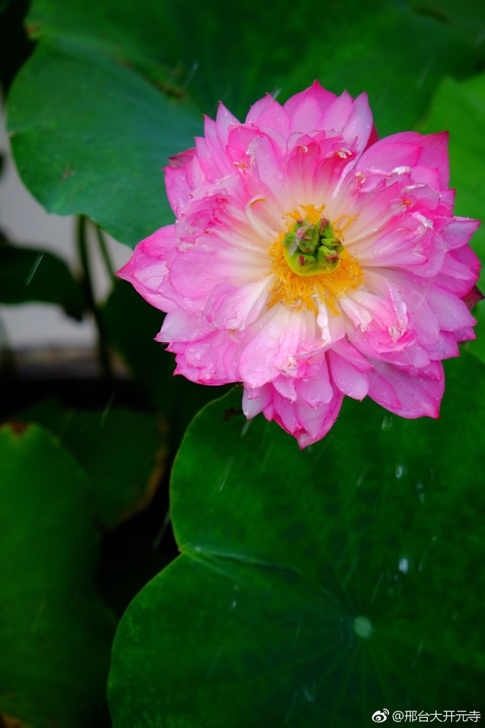 邢台大开元寺千叶宝莲盛放_高清图集_新浪网