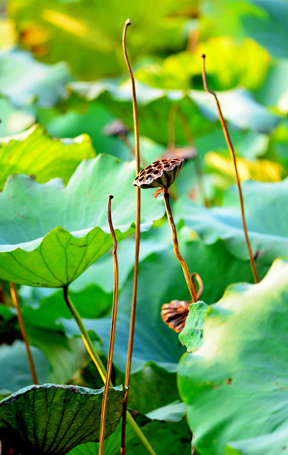 禅意摄影秋日荷塘