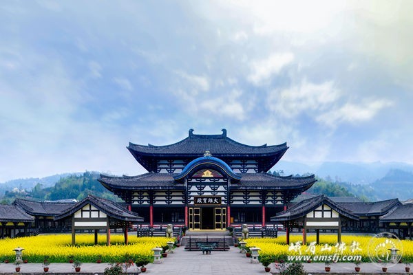 2/ 10目前光明寺僧人自种的油菜花进入了盛开的季节