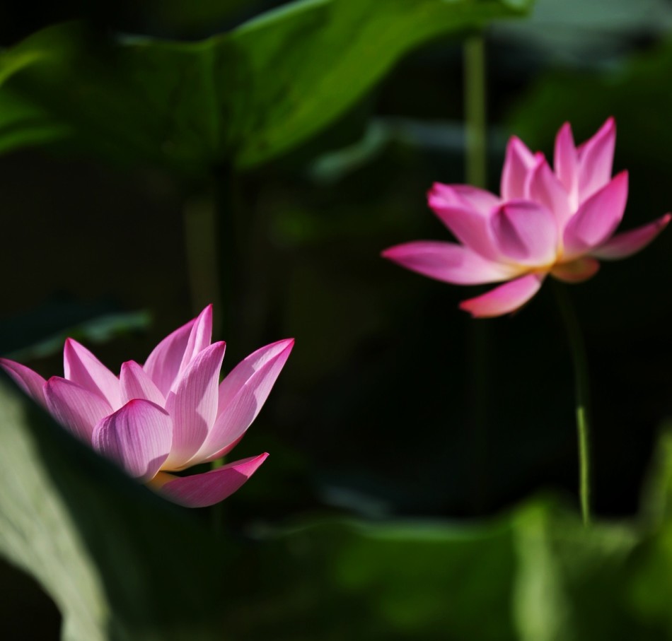 禅诗欣赏:莲花隔淤泥