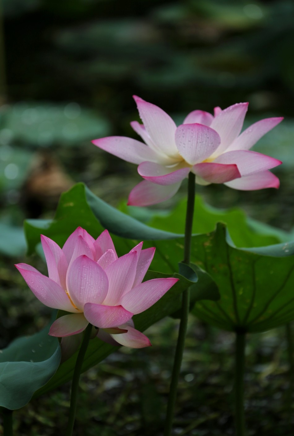 禅意摄影世间唯有妙莲花