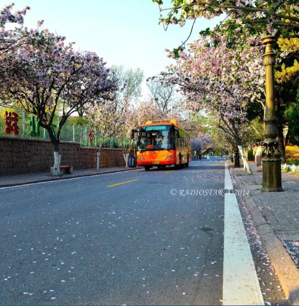 八大关街道沉寂在初夏静谧中的美