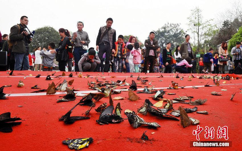 成都商家放飞蝴蝶遭哄抢