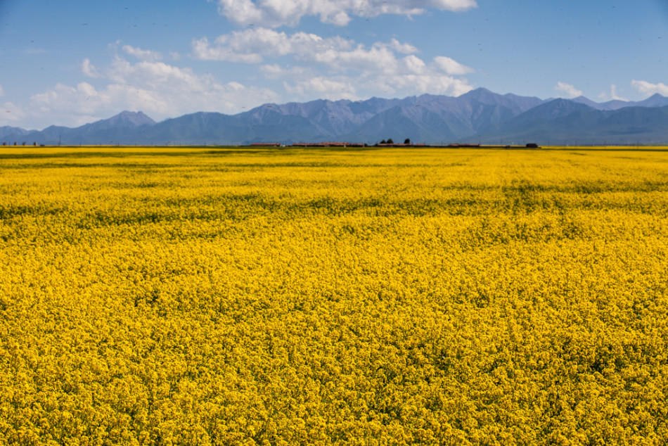 山丹军马场油菜花海