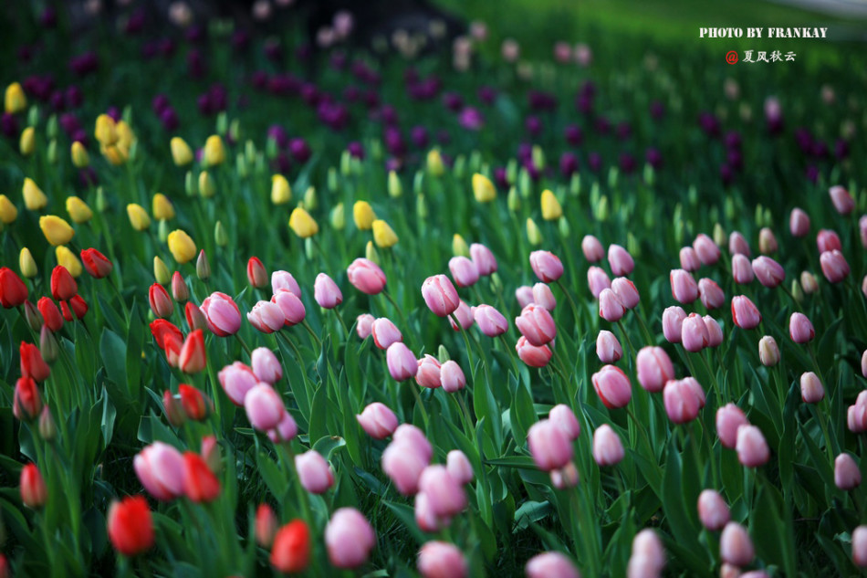 中山公园百花齐放春满园