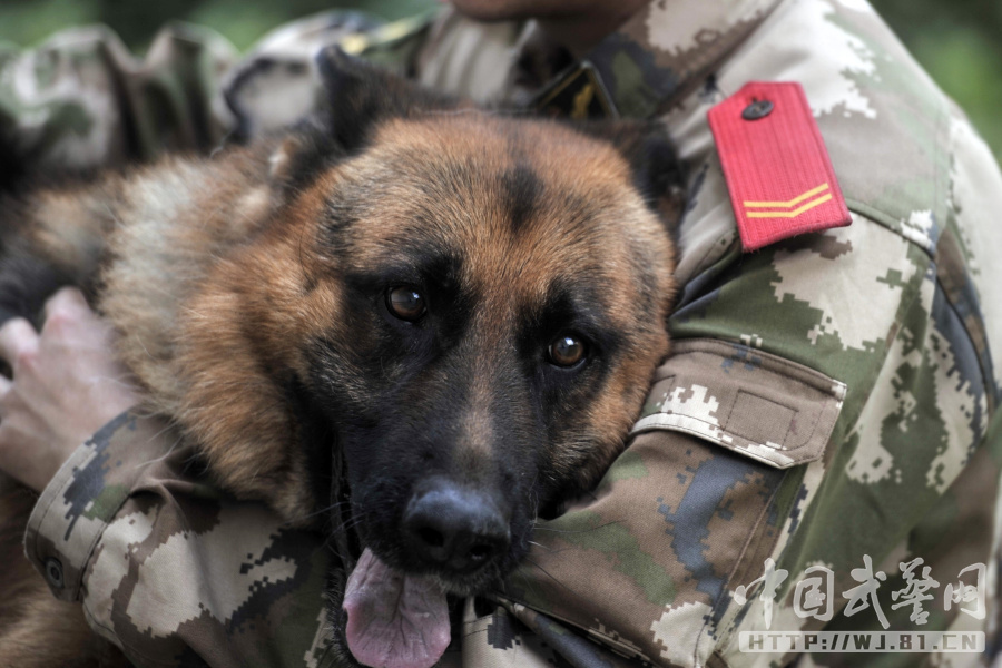 武警老兵退伍离军营爱犬死咬背包不松口