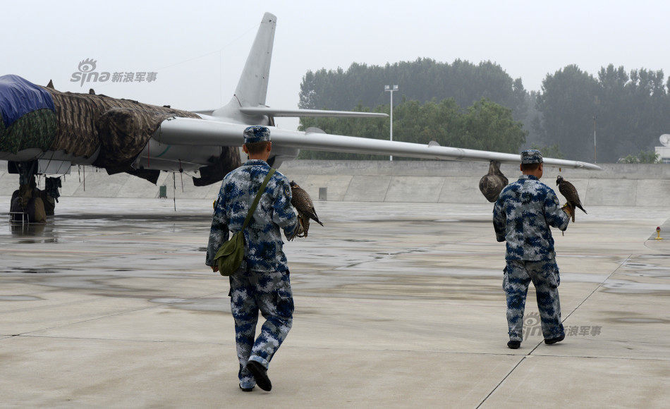 空军某场站,负责驱鸟的猎隼站在猎鹰饲养班班长马文刚与战友携带猎隼