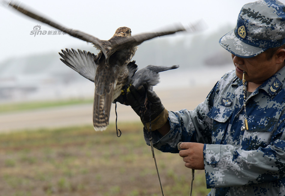 空军某场站,负责驱鸟的猎隼站在猎鹰饲养班班长马文刚携带猎隼执行