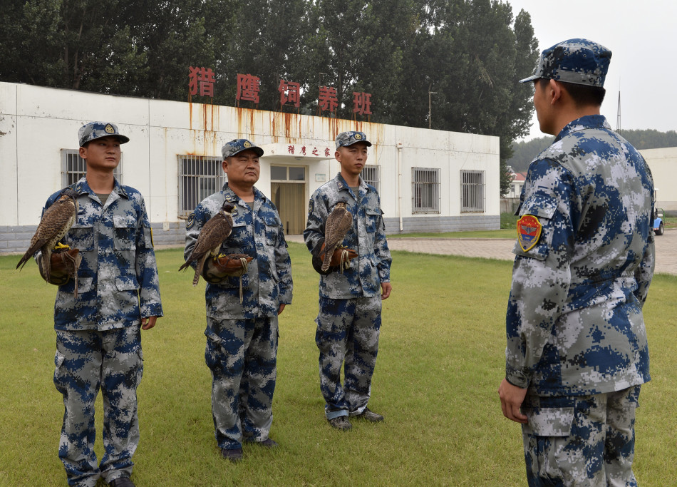 空军阅兵训练保障有高招:养猴拆窝放鹰驱鸟