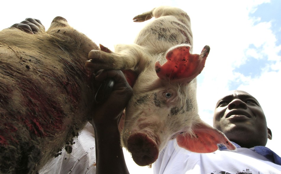 肯国会遭猪群抗议猪血四溅