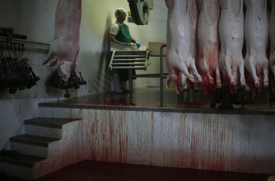 被屠宰的猪正进行放血处理