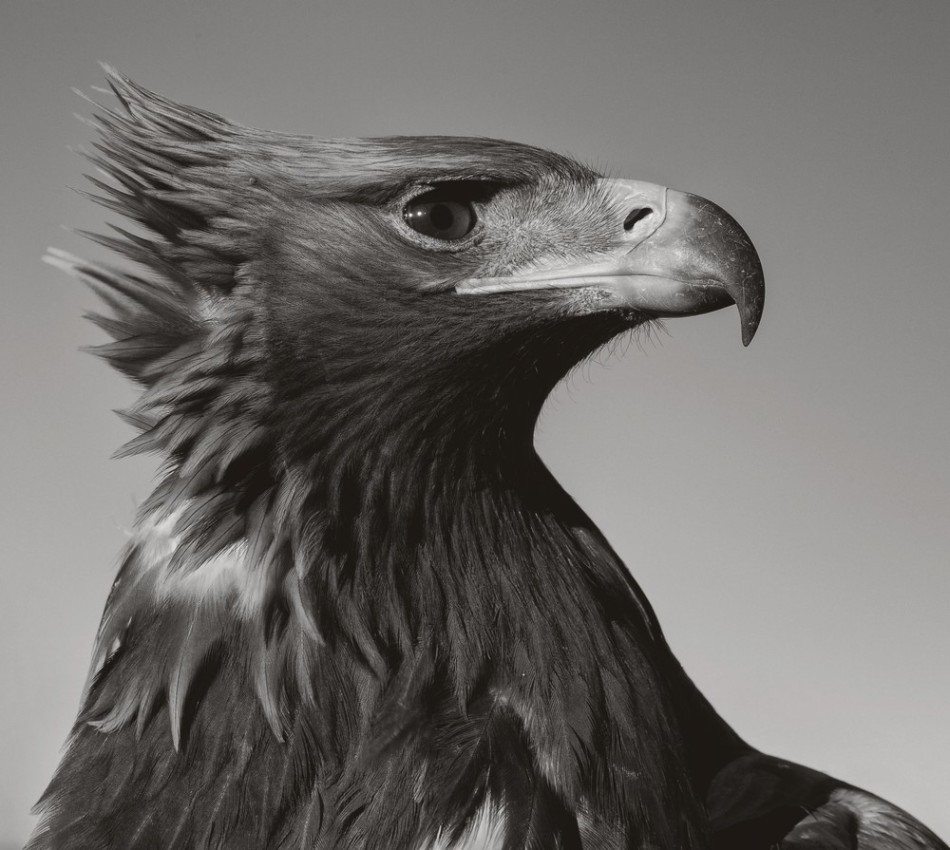 猎鹰是哈萨克人的翅膀_高清图集_新浪网