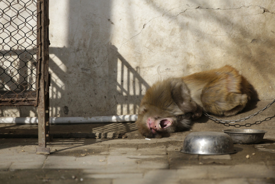 在猴戏之乡看中国农村
