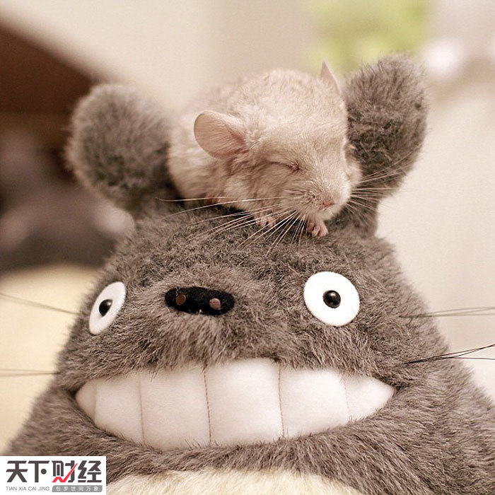 南美洲栗鼠,因其酷似宫崎骏创作的电影totoro中的卡通龙猫,被网友改名