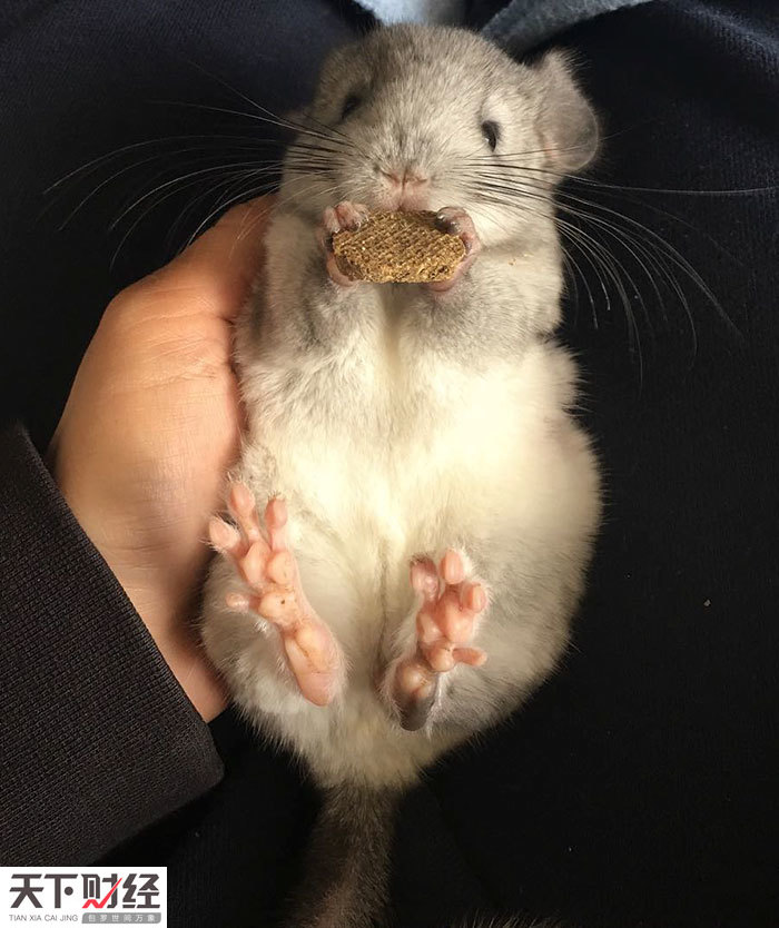 南美洲栗鼠,因其酷似宫崎骏创作的电影totoro中的卡通龙猫,被网友改名