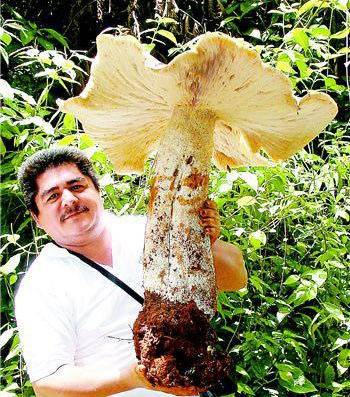 够份量巨型蘑菇半个人重