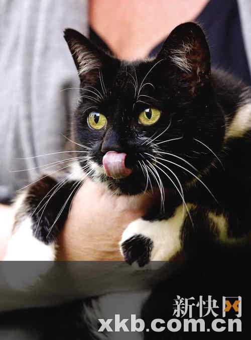 唐宁街10号迎来10年来首只宠物猫