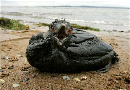 风暴致黑海生态危机 普京将亲临污染现场(图)(3)