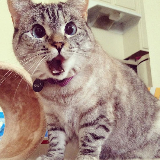 欧美制裁逼俄罗斯银行出新招：贷款就送猫(图为网络知名萌猫nala)