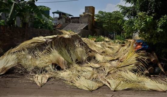 在知礼村到处都晾晒着蒲葵叶。图片：越南媒体