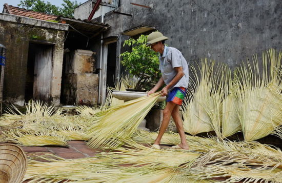 在林冲帽制作过程中，晾晒作为生产原料的蒲葵是最关键、耗时最长的环节。图片：越南媒体