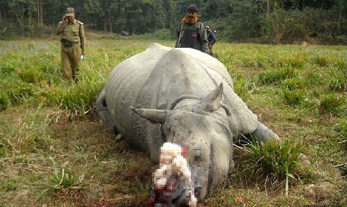 　　犀牛角在亚洲市场上有极高的价值（资料图片）