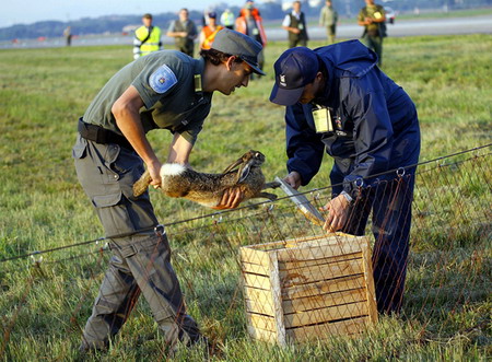 图文野兔被志愿者捕获装入笼子中