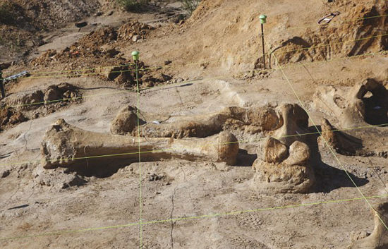 专家们挖掘出该猛犸象化石的头骨、肋骨、下颚等，只是腿骨部分缺失。