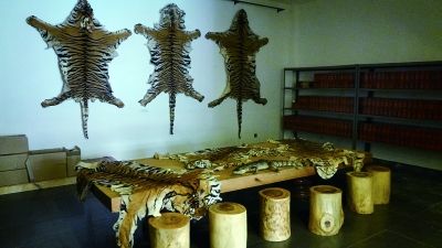 　老挝金三角地区公开出售的虎皮